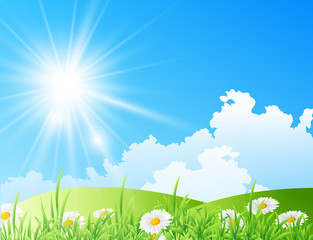 field of daisies with bright sun