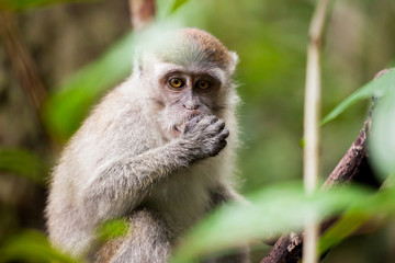 Obraz premium Wild monkey eating