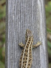 Weibliche Zauneidechse (Lacerta agilis) sonnt sich auf Ruhebank