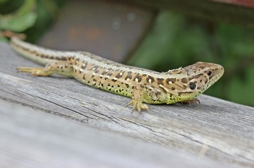 Weibliche Zauneidechse (Lacerta agilis) sonnt sich auf Ruhebank