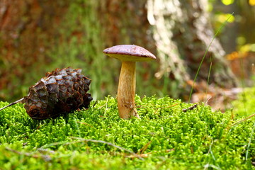 Forest mushroom bay bolete in a green moss
