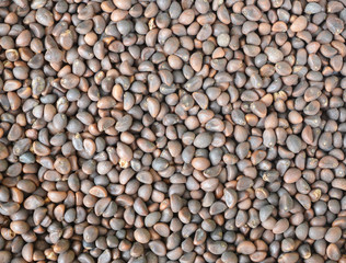 seed of morning glory