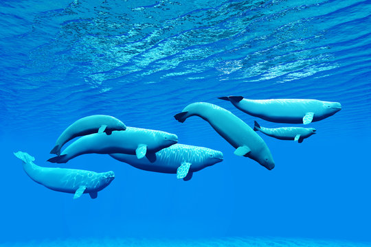 Beluga Whale Pod