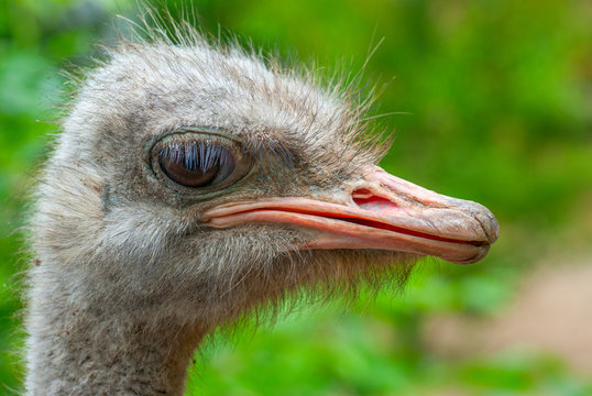 ostrich and a sad sight