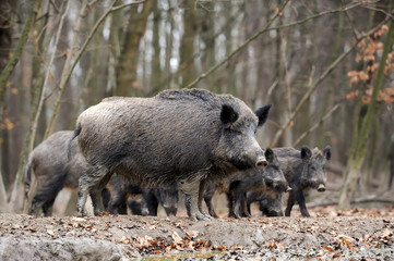 Wild boar