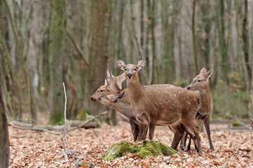 Deer