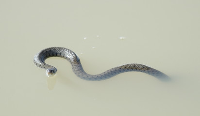 snake in the water