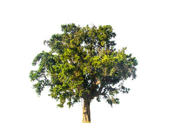Fototapeta premium Green tree