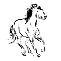 Horse sketch