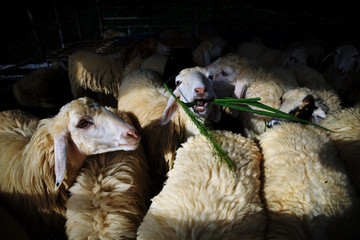 sheep in farm 