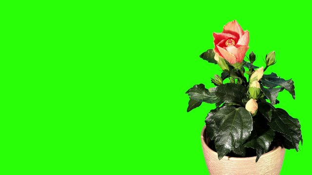 Blooming orange Hibiscus flower buds green screen, FULL HD. (Hib