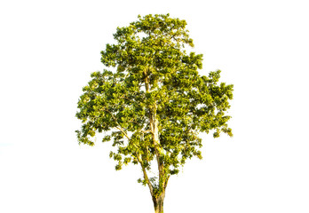 Obraz premium Green tree