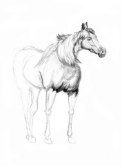 horse sketch