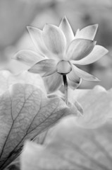 black and white lotus