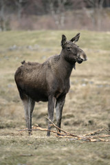 European moose, Alces alces machlis