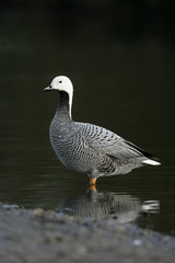 Emperor goose, Anser canagica