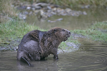European beaver,  Castor fiber © Erni