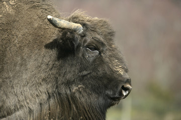 European bison, Bison bonasus