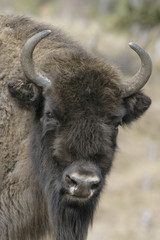 European bison, Bison bonasus