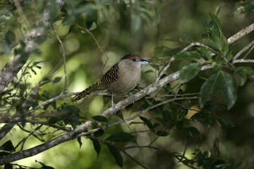 Giant antshrike,  Batara cinerea,
