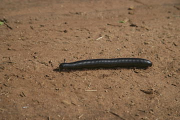Giant millipede