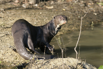 Giant-river otter,  Pteronura brasiliensis