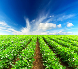 Rows on the field. Agricultural landscape