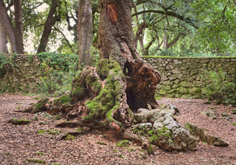 old hollow tree trunk