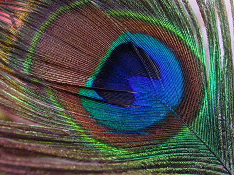 macro image of peacock feather