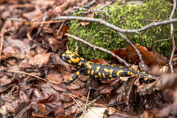 Salamandre