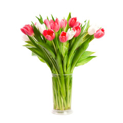 Tulips isolated on white background