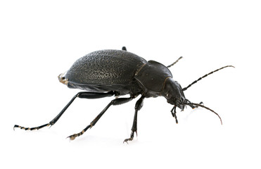 Carabus coriaceus