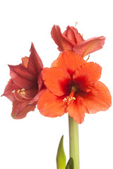 Red Amaryllis flower, multiple blossoms, isolated on white