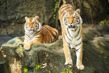 Obraz premium Tigers