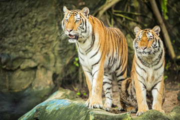 Tigers