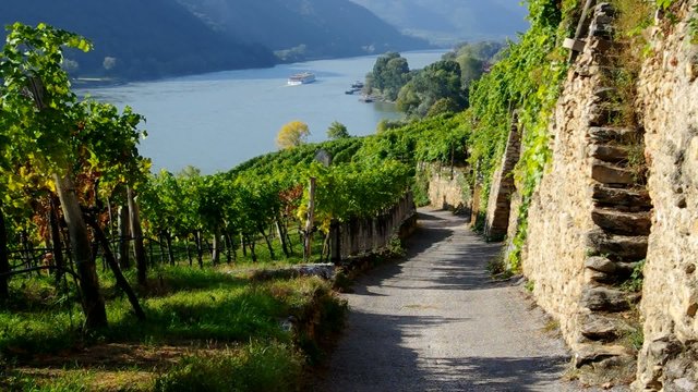 Wachau Weinberg vid 02