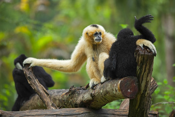 gibbon