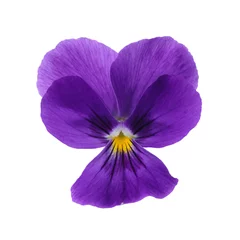 Photo sur Plexiglas Pansies Pensée violette