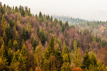 Autumn Beskid mountain forest background, Poland