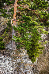 Fototapeta premium Mountain pine tree in autumn season, Tatry Mountains, Poland