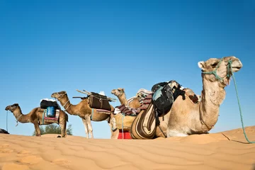 Poster Méharée dans le désert du Sahara - Tunisie © Delphotostock