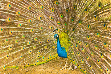 Obraz premium peacock