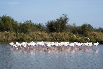 Flock of Flamingos in Nature Park of the Camargue, France