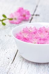 Obraz na płótnie Canvas flowers of sakura blossoms in a bowl