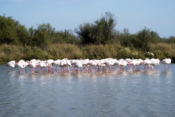 Flock of Flamingos in Nature Park of the Camargue, France