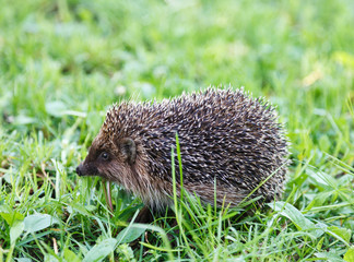 hedgehog on grass