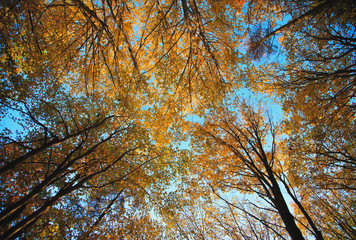 autumn forest