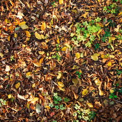 autumn leaves