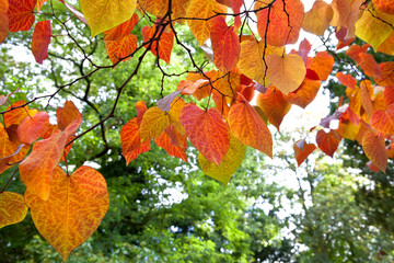 Abstract background of autumn leaves.