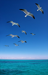 Panele Szklane Podświetlane  Różne mewy latające nad błękitnym morzem
